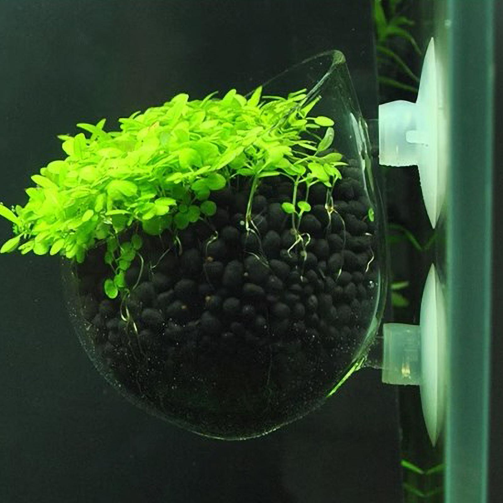 Aquarium Fish Only - Aquarium Plant Holder Glass Aquatic Plant
