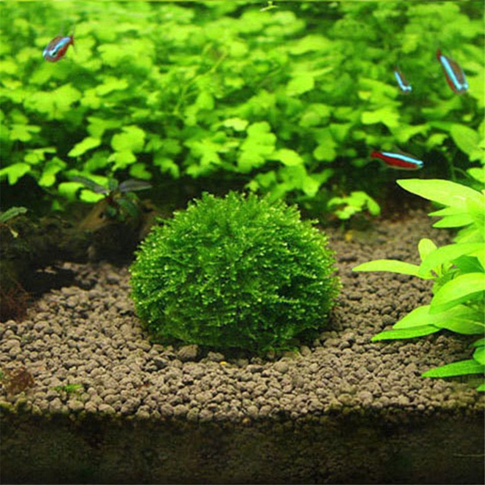 Aquarium Fish Only - New Plastic Suspension Moss Dome Semicircle