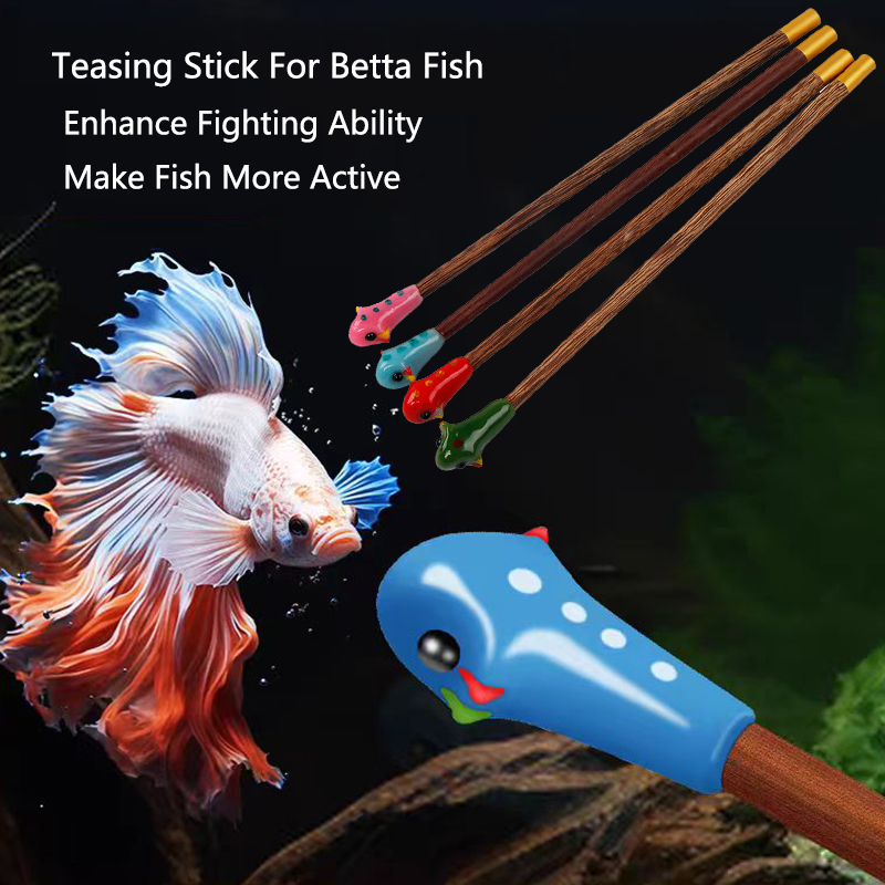 Aquarium Betta Training Wand W - Aquarium Fish For Beginners ulasan dan harga