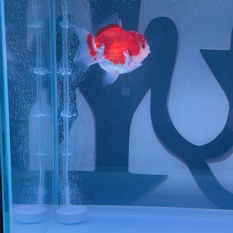 Aquarium Suction Cup 10PC Fish - Aquarium Fish Youtube ulasan dan harga