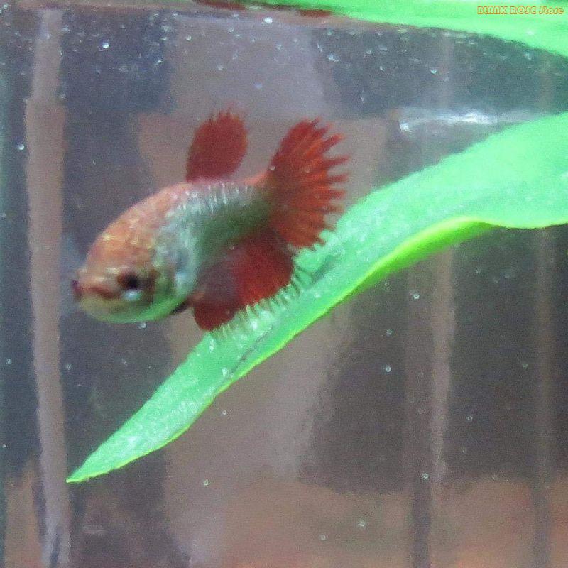 K1AE Plant Fish Bed for Fish T - Aquarium Fish Beautiful ulasan dan harga