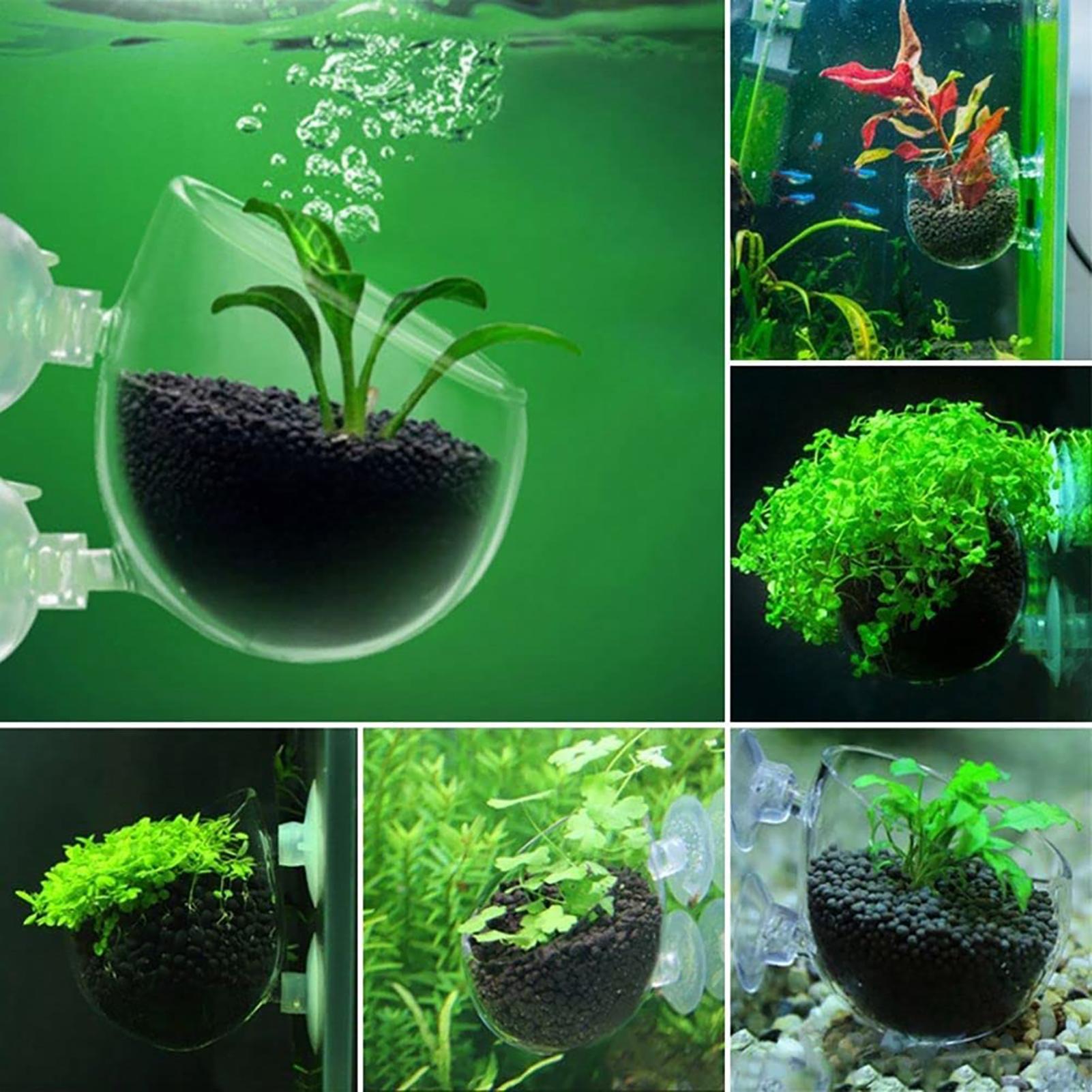 Aquarium Decoration Plant Cup  - Aquarium Fish Beautiful ulasan dan harga