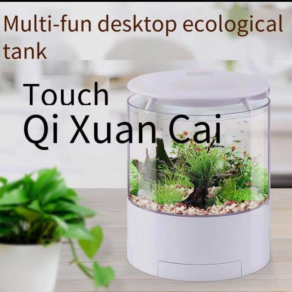 Round colorful lights desktop  - Aquarium Fish Goldfish ulasan dan harga
