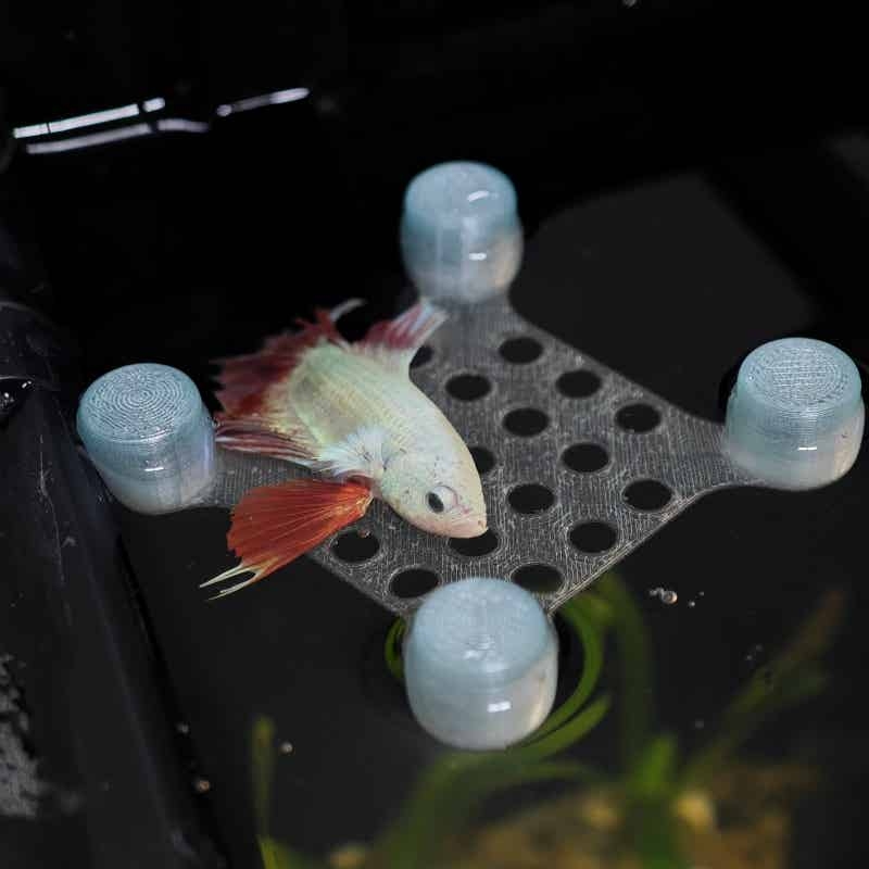 Betta Fish Rest Bed Suction Cu - Aquarium Fish Escape ulasan dan harga