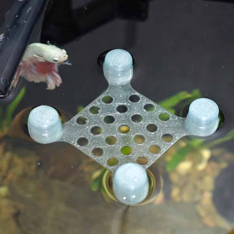 Betta Fish Rest Bed Suction Cu - Aquarium Fish Escape ulasan dan harga