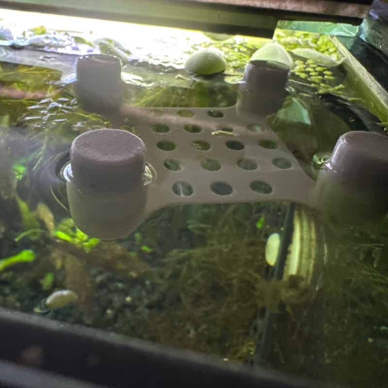 Betta Fish Rest Bed Suction Cu - Aquarium Fish Escape ulasan dan harga