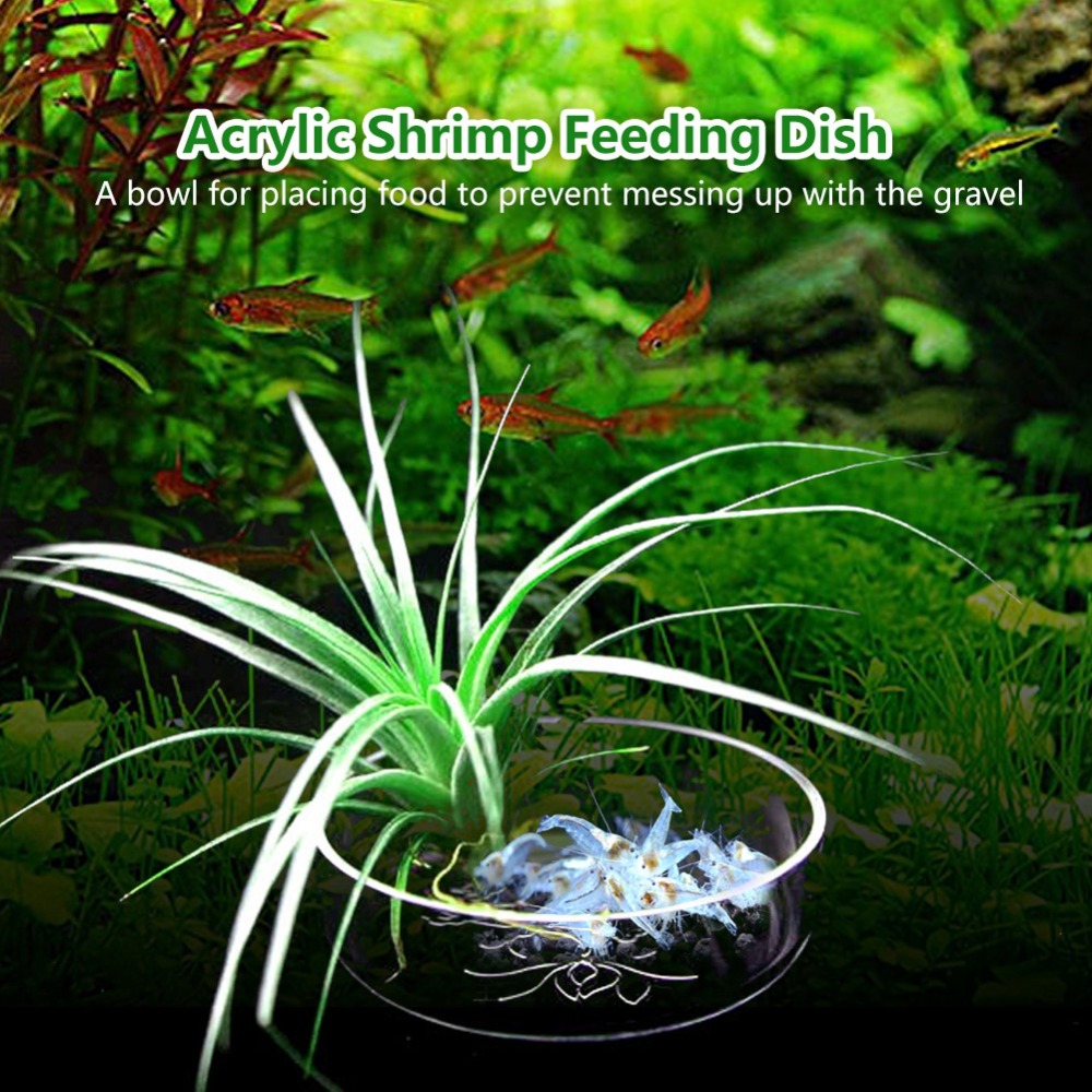 Acrylic Shrimp Feeding Dish Tr - Aquarium Fish Beautiful ulasan dan harga