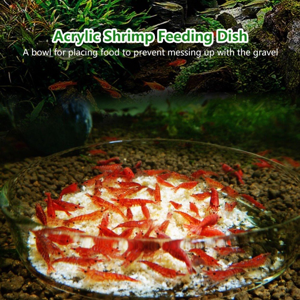 Acrylic Shrimp Feeding Dish Tr - Aquarium Fish Beautiful ulasan dan harga