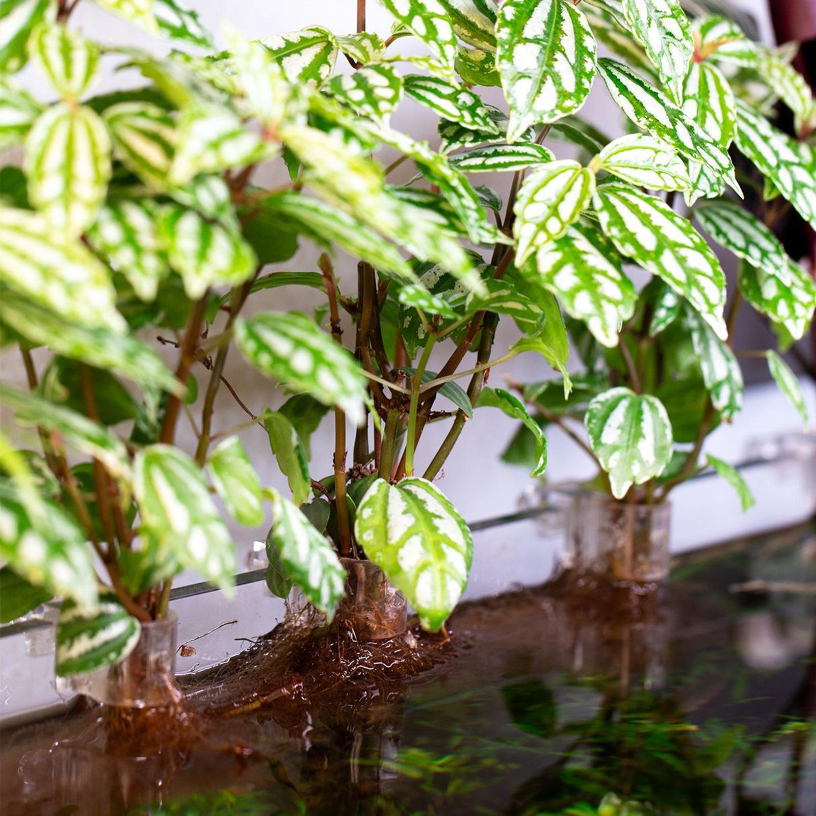 Mini Fish Tank Planter Pot 6Pc - Aquarium Fish Elevator ulasan dan harga