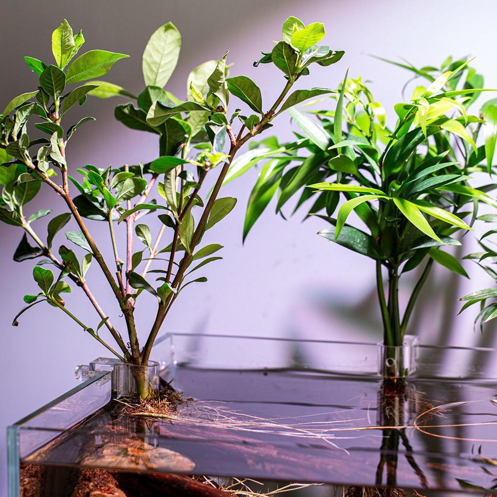 Mini Fish Tank Planter Pot 6Pc - Aquarium Fish Elevator ulasan dan harga