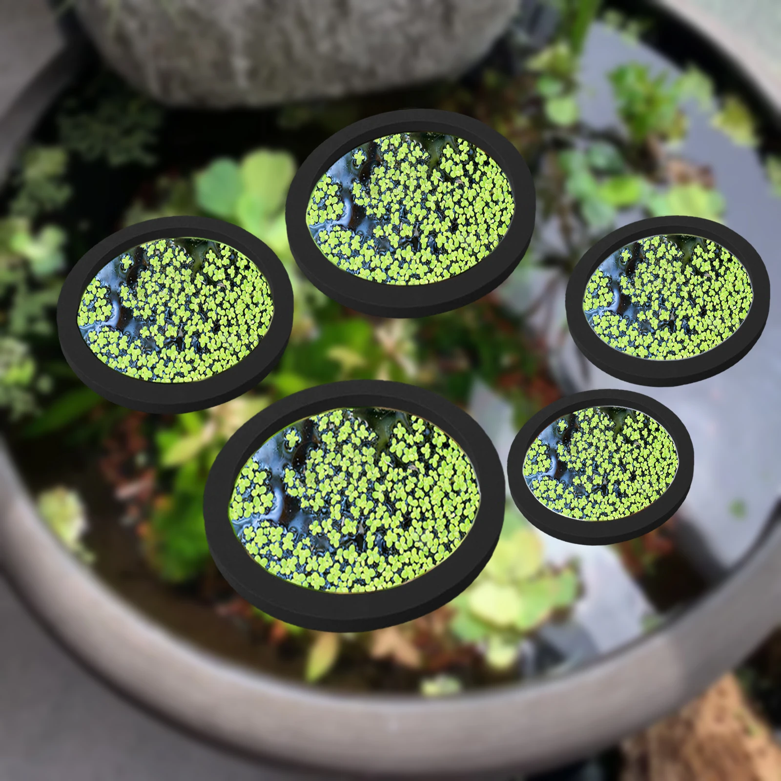 5Pcs EVA Fish Feeding Ring Aqu - Aquarium Fish Types ulasan dan harga