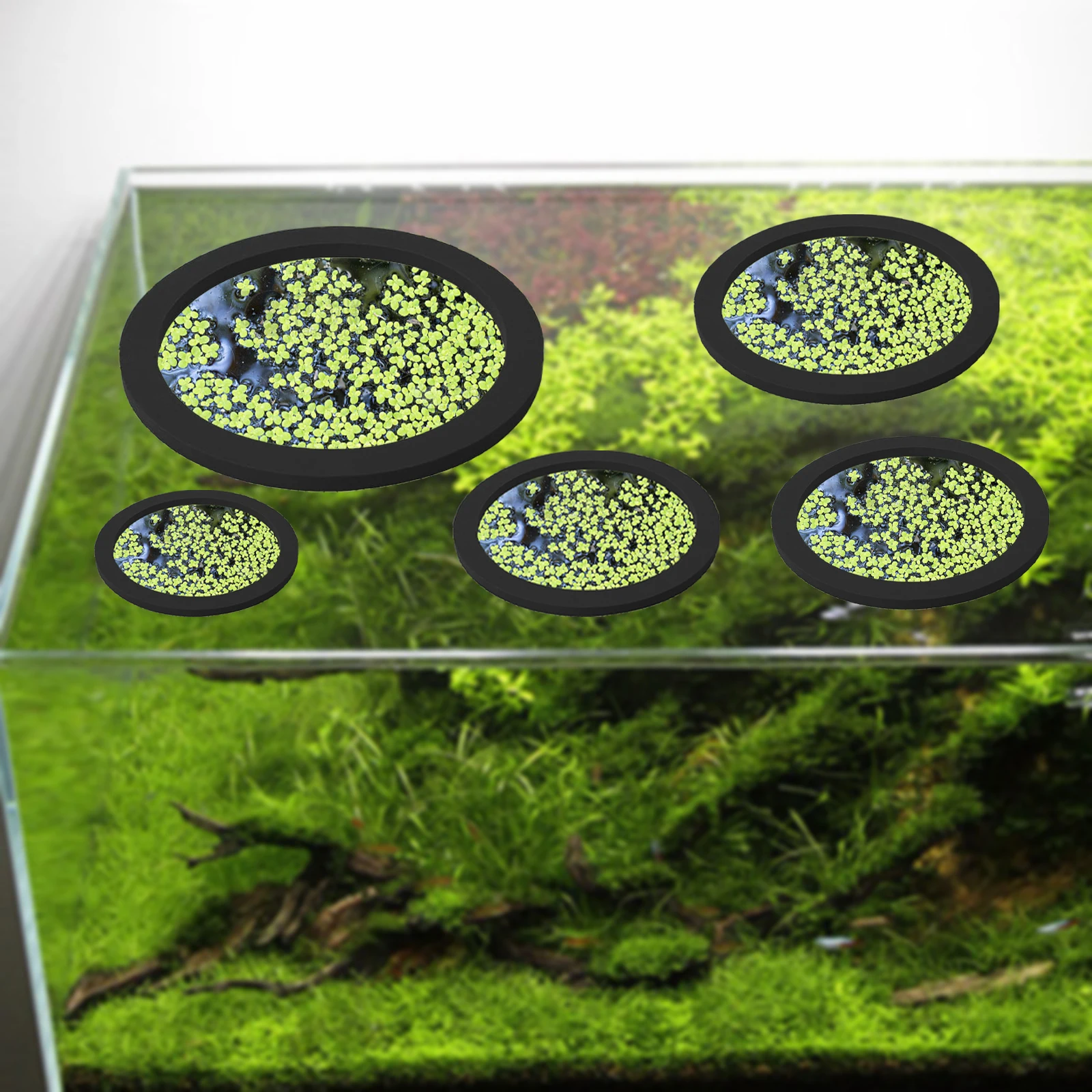 5Pcs EVA Fish Feeding Ring Aqu - Aquarium Fish Types ulasan dan harga
