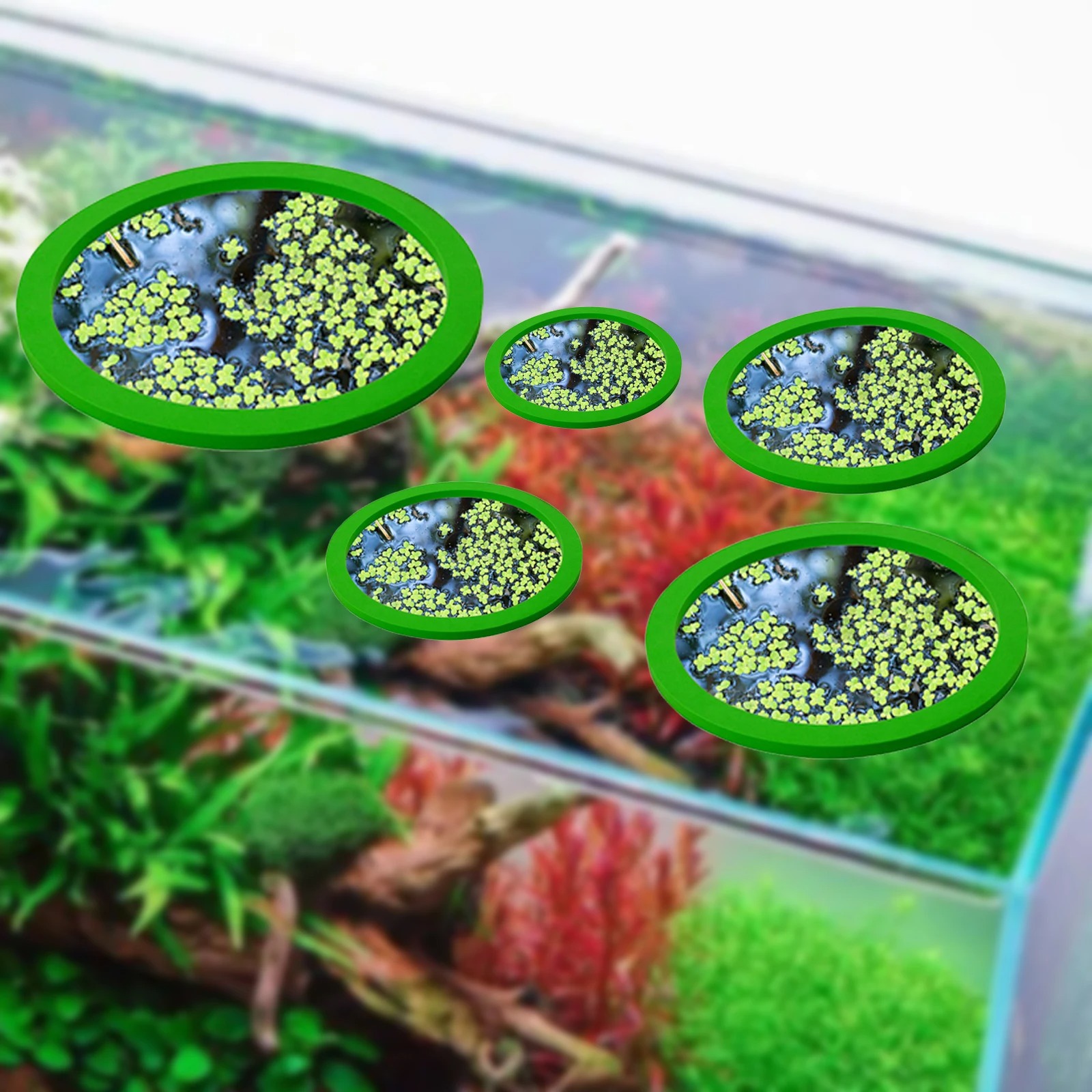 5Pcs EVA Fish Feeding Ring Aqu - Aquarium Fish Types ulasan dan harga