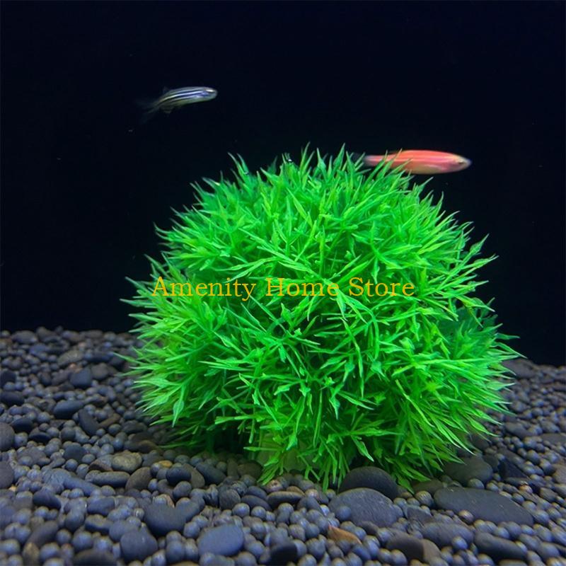 F26C Aquatic Plants Marimo for - Aquarium Fish Beautiful ulasan dan harga