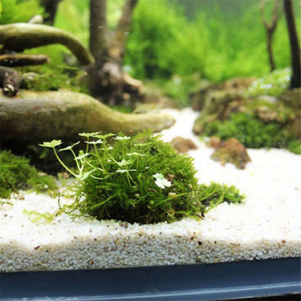New Plastic Suspension Moss Do - Aquarium Fish Only ulasan dan harga