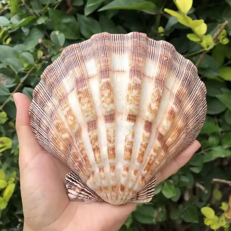 New Natural Queen Scallop Slic - Aquarium Fish Beautiful ulasan dan harga