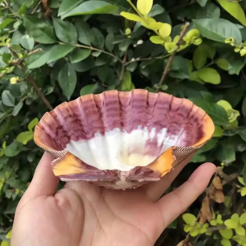 New Natural Queen Scallop Slic - Aquarium Fish Beautiful ulasan dan harga