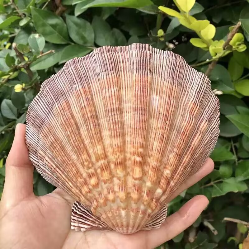 New Natural Queen Scallop Slic - Aquarium Fish Beautiful ulasan dan harga