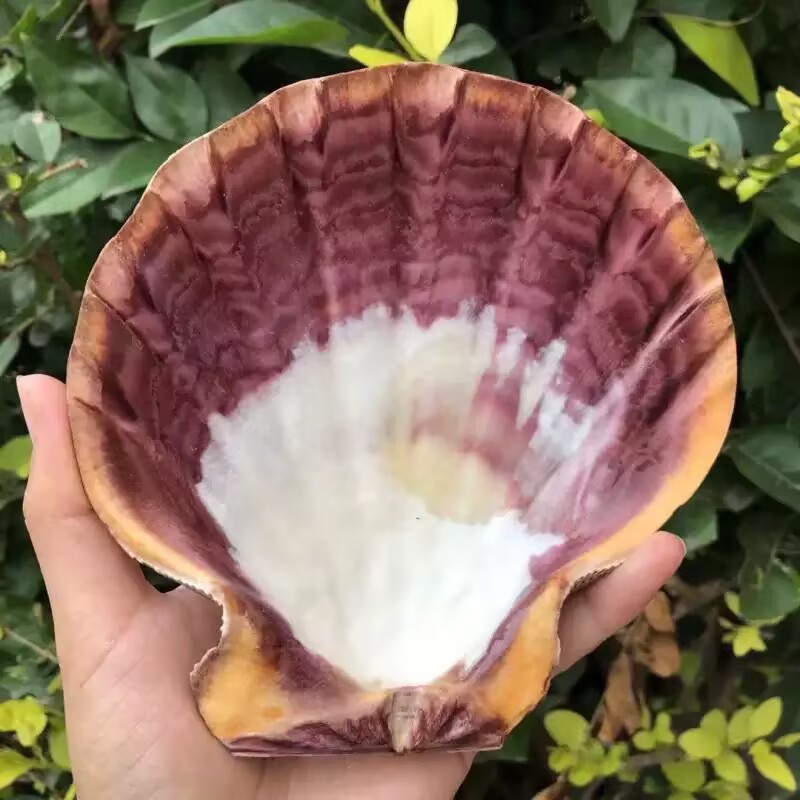 New Natural Queen Scallop Slic - Aquarium Fish Beautiful ulasan dan harga
